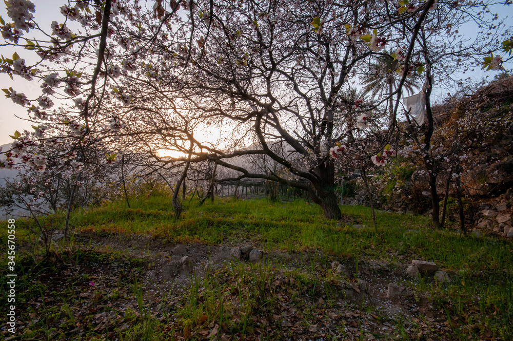 Apricot trees farm in Wakan village, Oman Apricot trees farm in Wakan village, Oman
