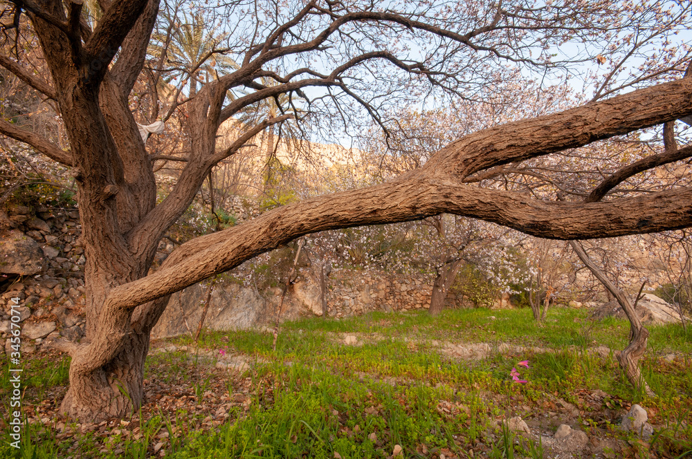 Apricot trees farm in Wakan village, Oman Apricot trees farm in Wakan village, Oman