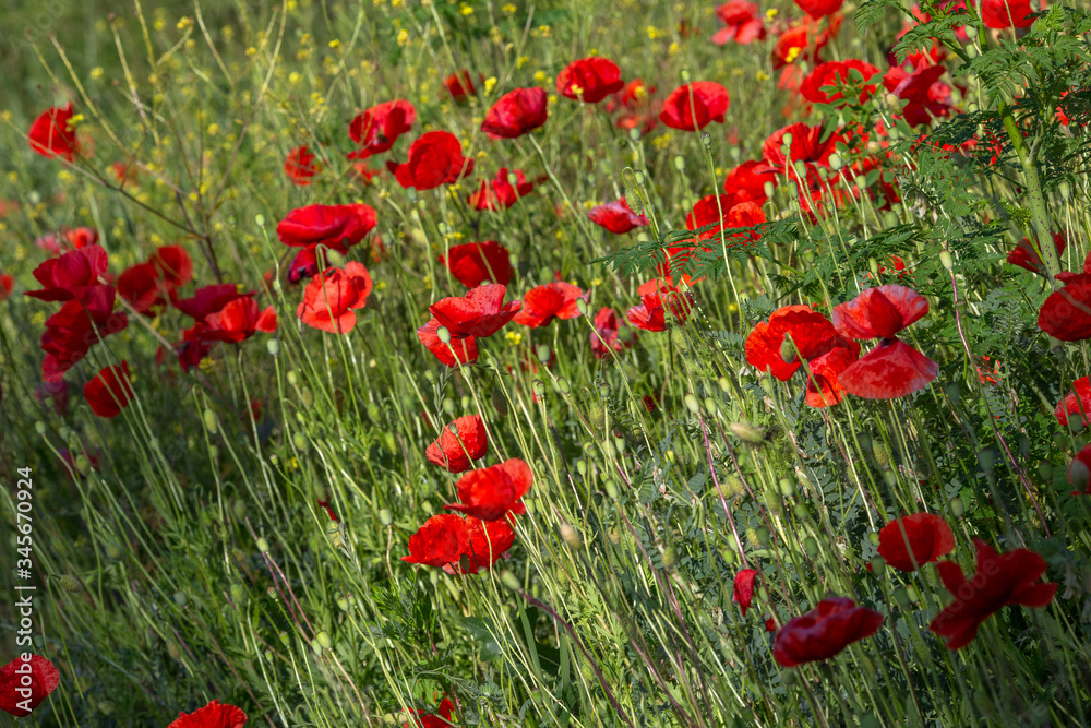 Fototapeta premium Poppi field