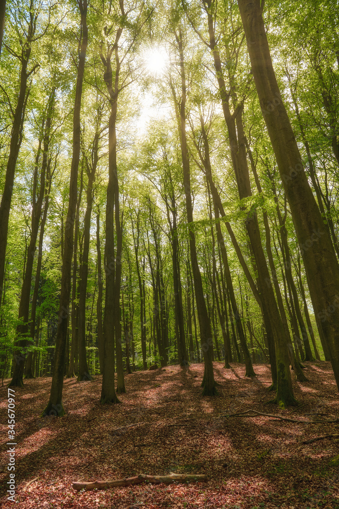 Obraz premium beautiful german beech forest, green mystic landscape with beech trees in a forest in summer, sunbeams pour through trees in forest, germany, island Rügen