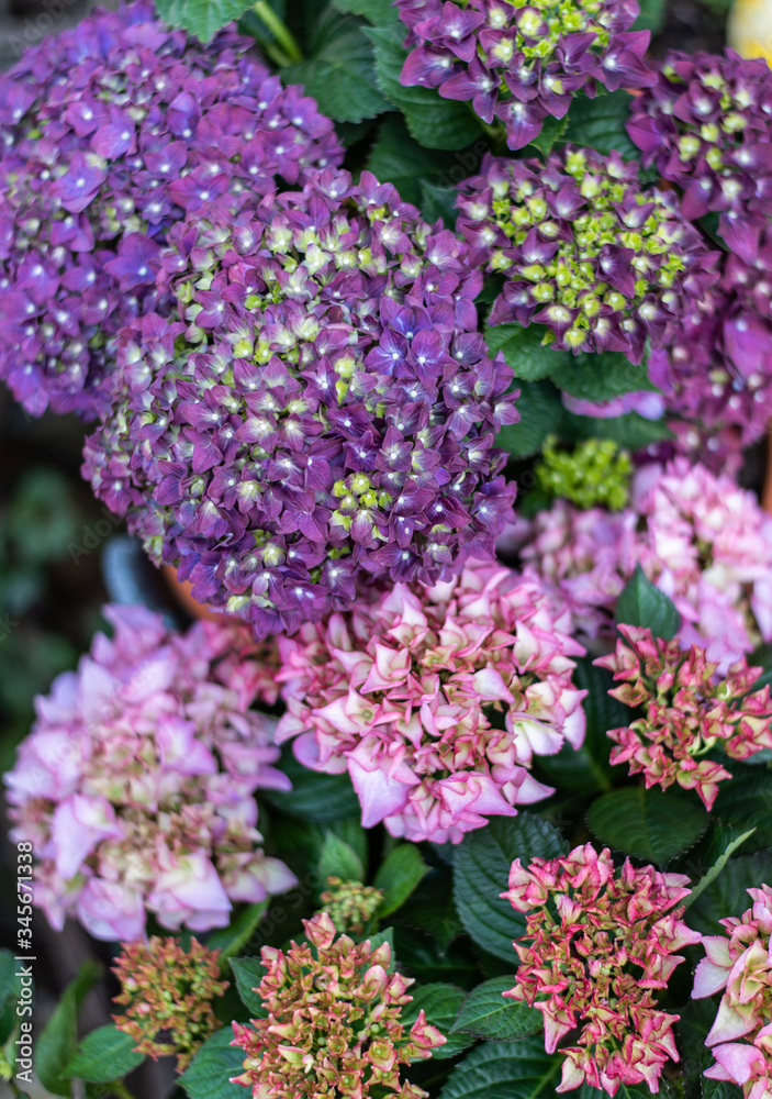 Hortensie lila im Garten, Blumen im Frühling Hortensie lila im Garten, Blumen im Frühling