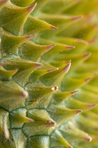 Close up of Durian showing texture of rind and thorns 