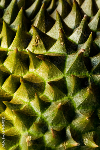 Close up of Durian showing texture of rind and thorns