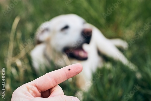Print op canvas Tick on human finger against dog