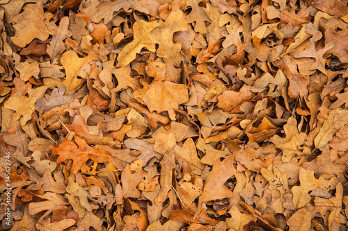 dry leaves on the ground