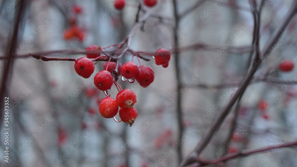 Wild apples, ranetka, red berries covered with raindrops Wild apples, ranetka, red berries covered with raindrops