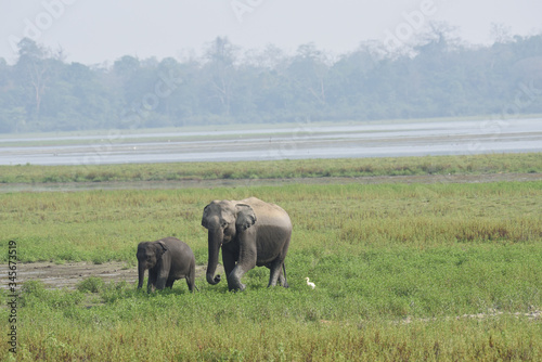 Photography elephants in the river