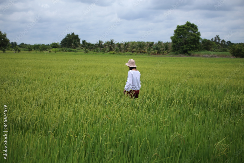 A woman standing in a rice field in Rayong, Thailand A woman standing in a rice field in Rayong, Thailand