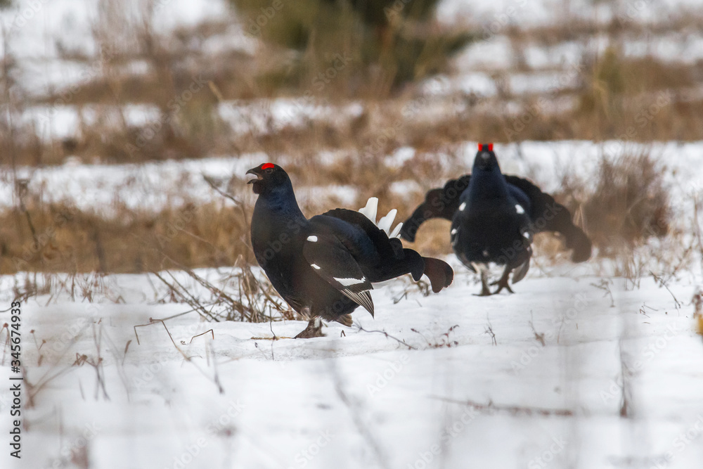 black grouse utters mating-calls. black grouse in the field black grouse utters mating-calls. black grouse in the field