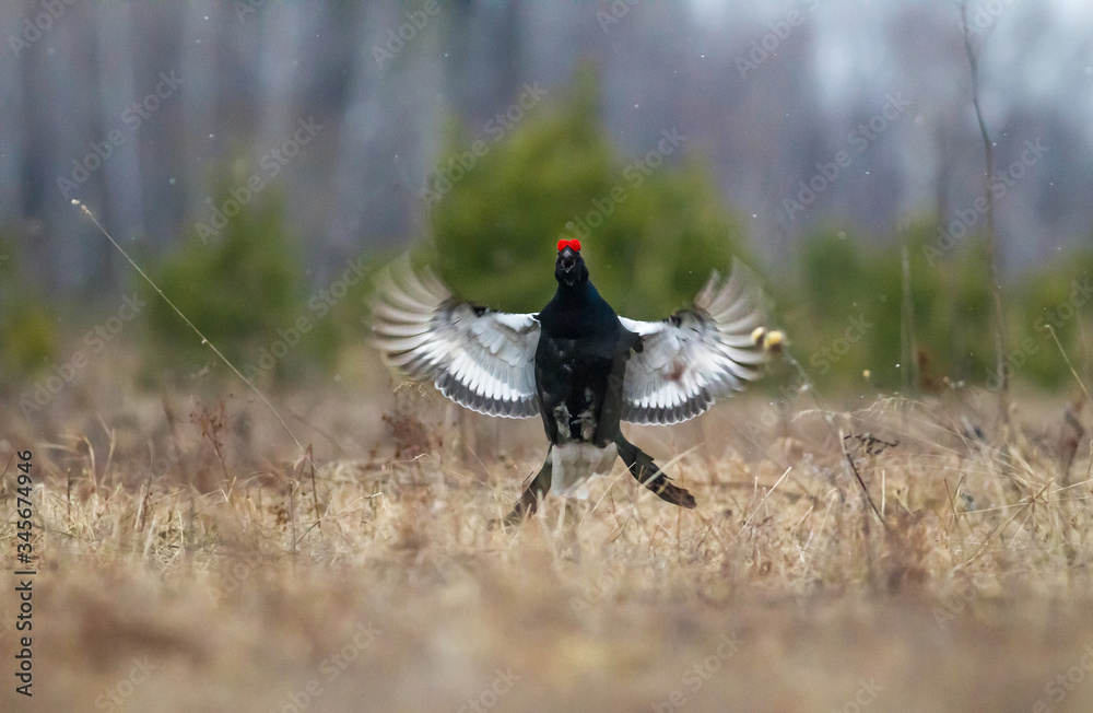 black grouse utters mating-calls. black grouse in the field black grouse utters mating-calls. black grouse in the field