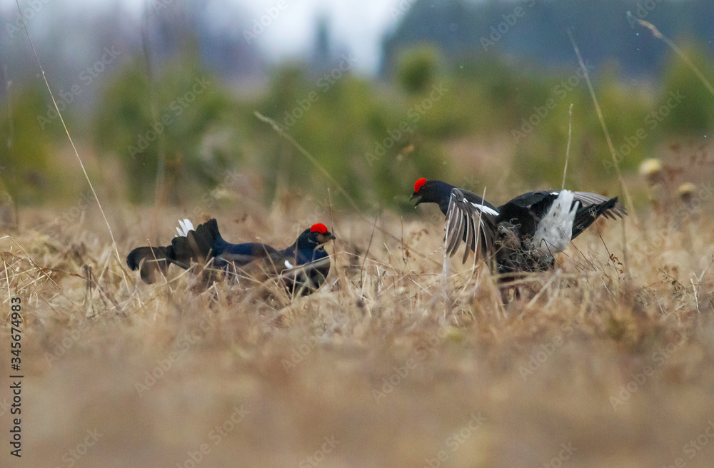 black grouse utters mating-calls. black grouse in the field black grouse utters mating-calls. black grouse in the field