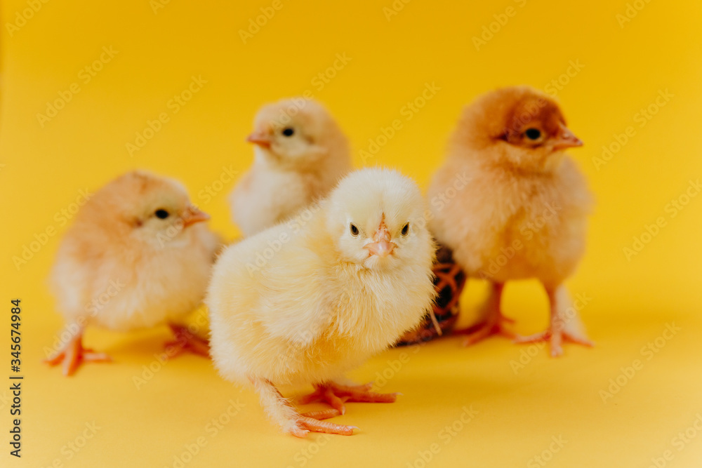 Two yellow cute small chicks sitting in nest on yellow background. Concept of easter postcard. Organic meat and egg on farm.