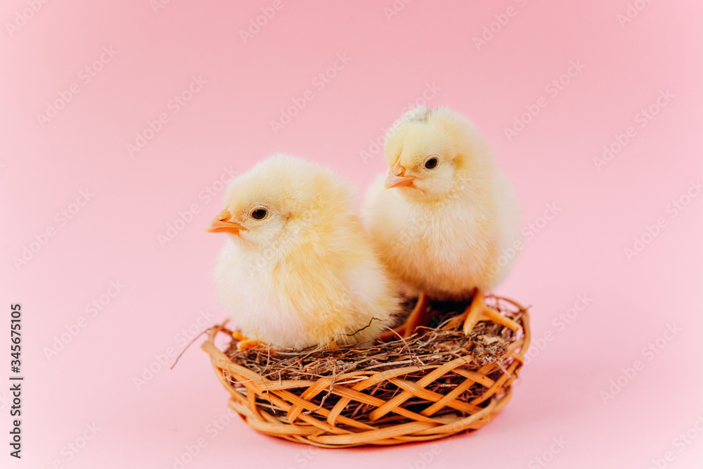 Yellow cute small two chicks sitting in nest near eggs on pink background. Concept of easter postcard. Organic meat and egg on farm.