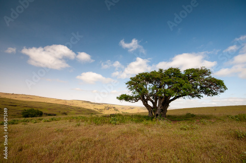 Landscape plains in Salalah  Dhofar  Oman