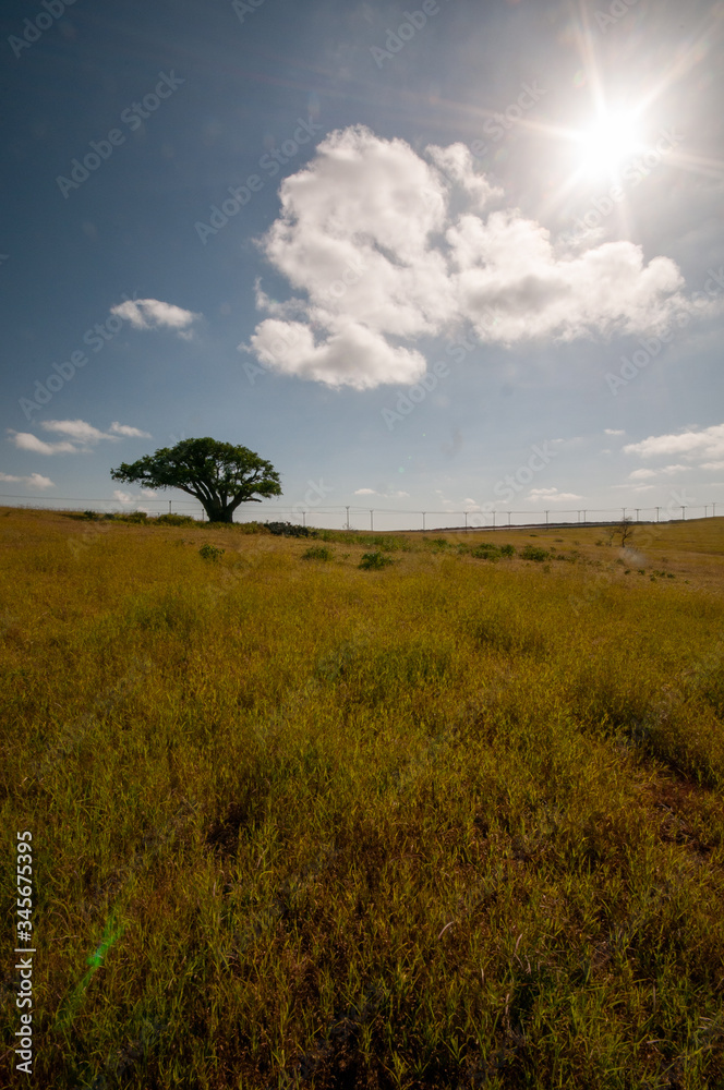 Landscape plains in Salalah, Dhofar, Oman Landscape plains in Salalah, Dhofar, Oman