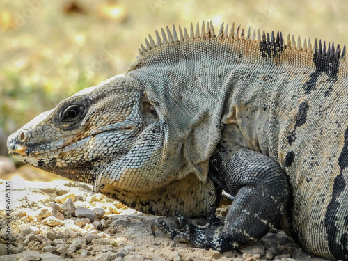 Iguana