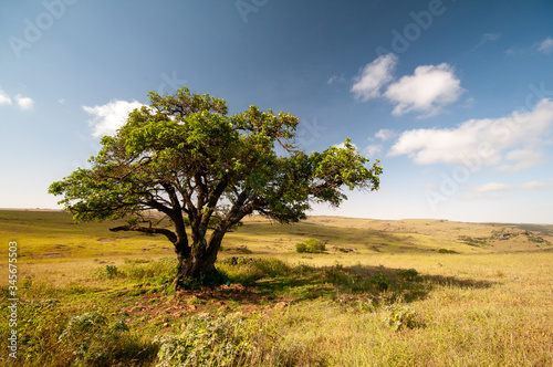 Landscape plains in Salalah  Dhofar  Oman