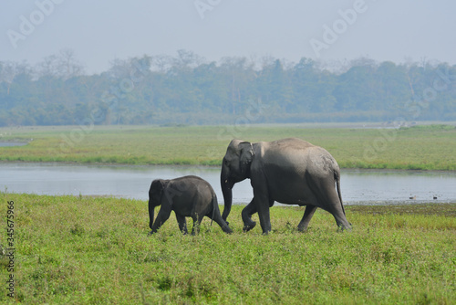 Photography elephants in the river