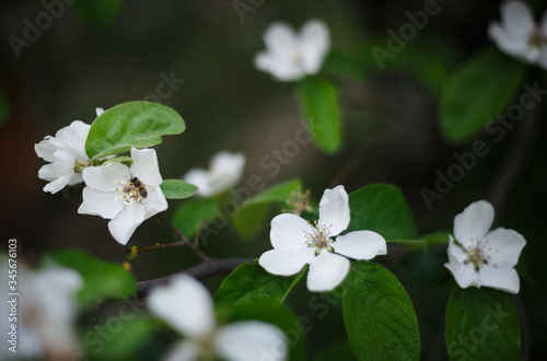 white jasmine flower in spring