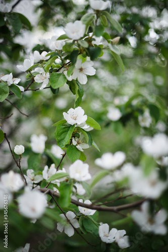 white jasmine flower in spring