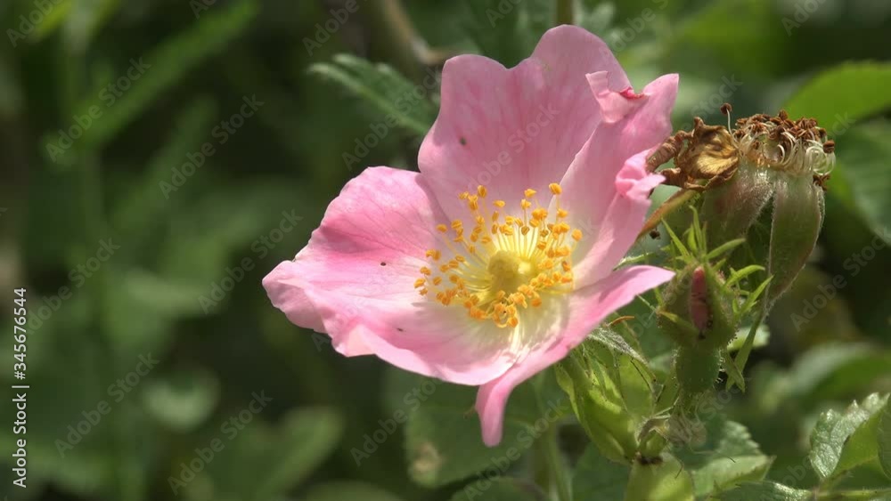Pink wild dog-rose (Rosa canina) flower sways in the summer wind, plant is high in certain antioxidants. Fruit is noted for its high level of vitamin C, and is used to make syrup, tea, and marmalade Pink wild dog-rose (Rosa canina) flower sways in the summer wind, plant is high in certain antioxidants. Fruit is noted for its high level of vitamin C, and is used to make syrup, tea, and marmalade