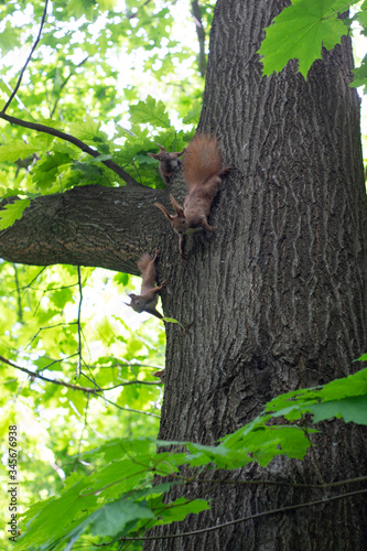 Squirrel family having fun on a tree © Serhii