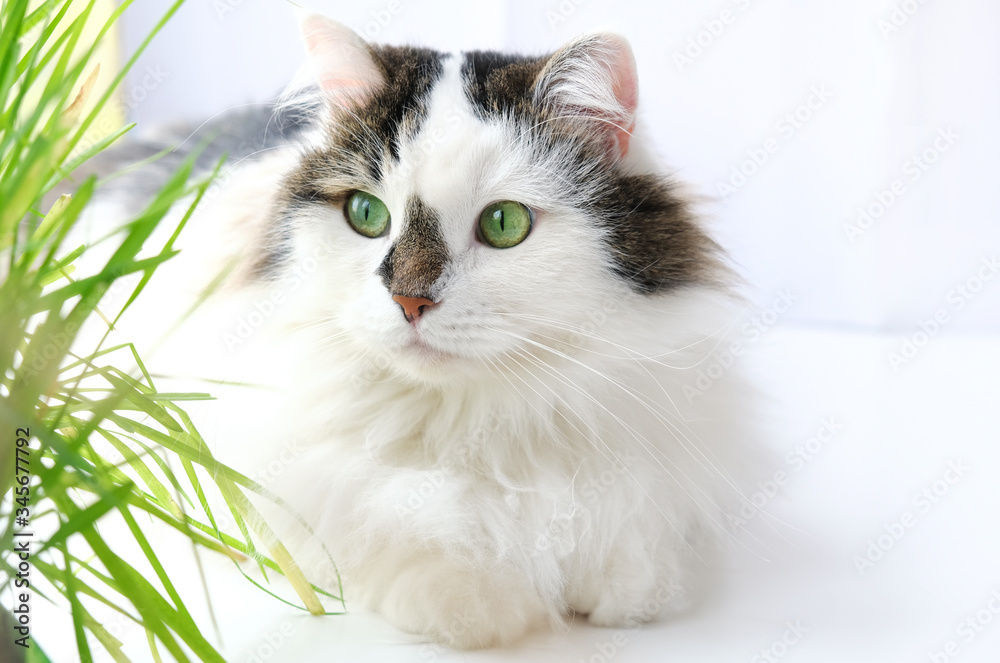 Beautiful portrait of cat smile on the white window with grass in a pot. Kitten play and surprise Smelling home plants. Veterinary Concept of damage from pets. Beautiful portrait of cat smile on the white window with grass in a pot. Kitten play and surprise Smelling home plants. Veterinary Concept of damage from pets.