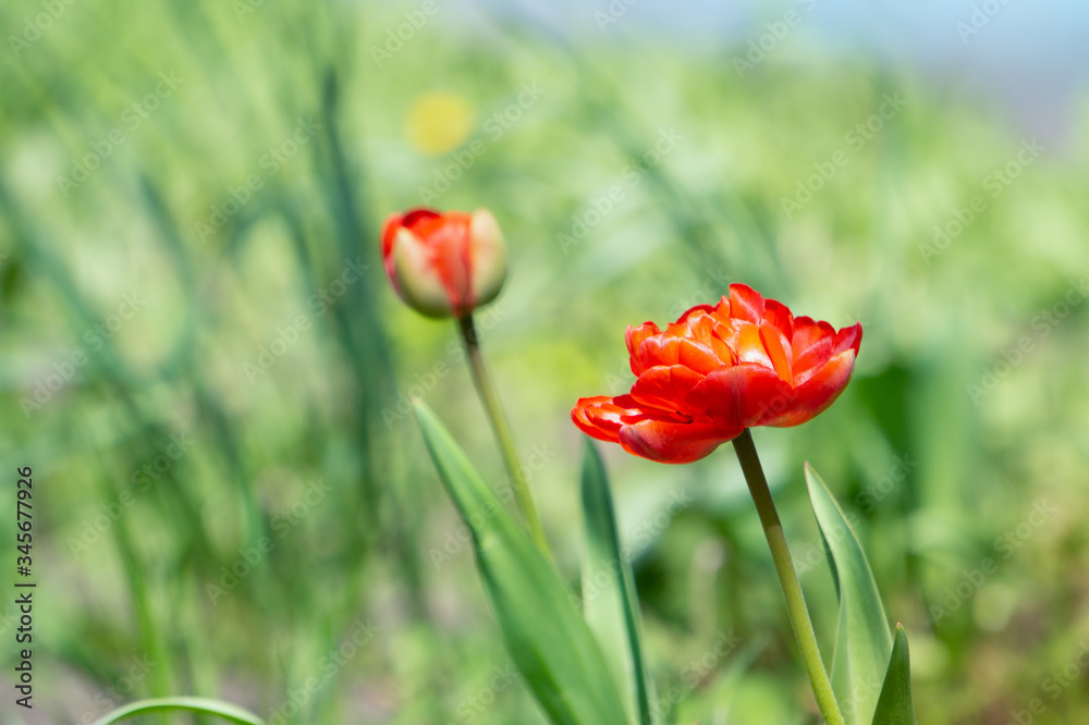 Blooming tulip Blooming tulip