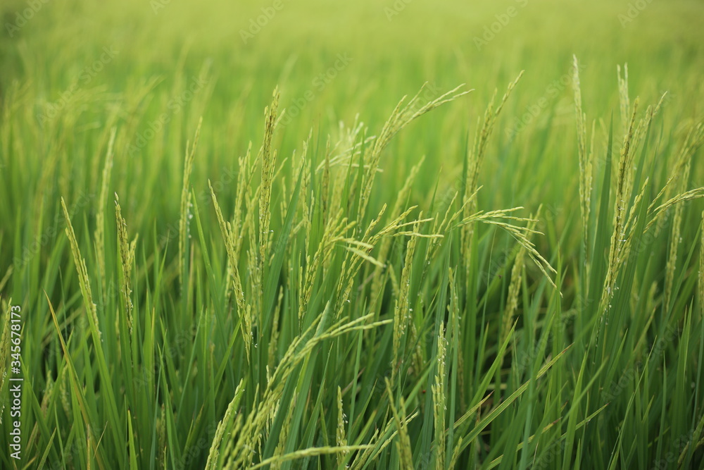 Rice fields in Rayong at Thailand