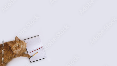 Red cat paws on diary on gray background with copyspace. Business, education pet concept. Stock photo
