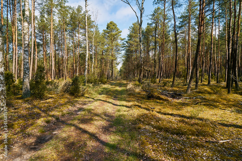 beautiful road in the green spring forest