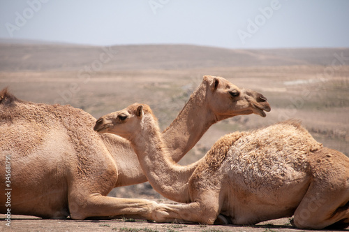 Group of camel in a desert mountain area, Salalah, Oman