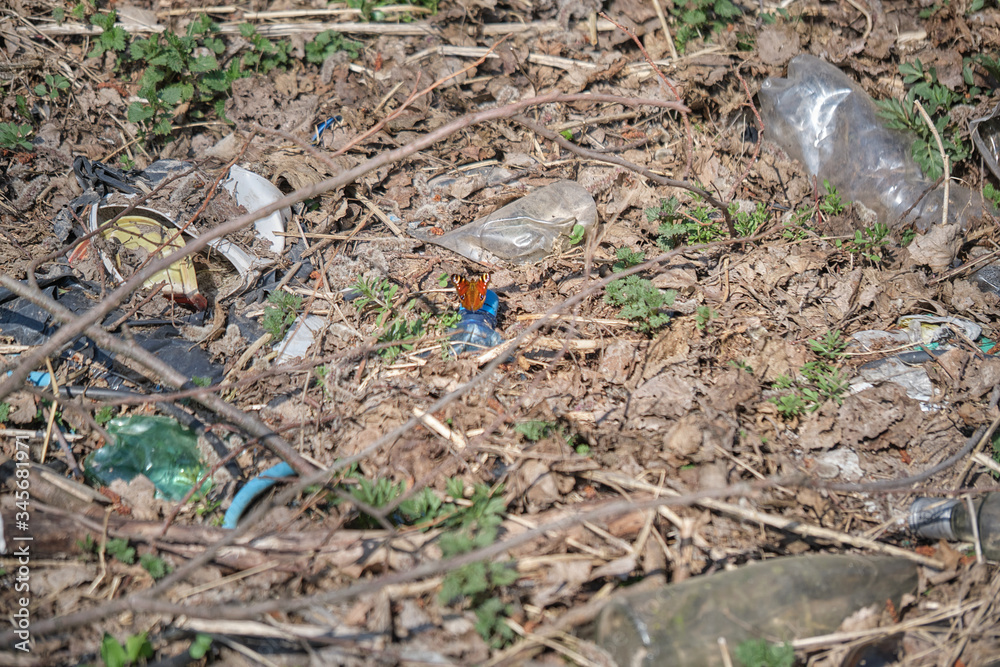 Beautiful butterfly on the garbage in the forest Beautiful butterfly on the garbage in the forest