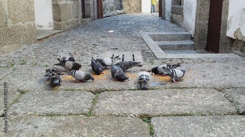 Canvas Print Pigeons Feeding On Seeds Over Footpath