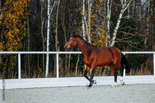 Beautiful sport brown horse running in the paddock. Portrait of chestnut stallion horse galloping in big paddock 