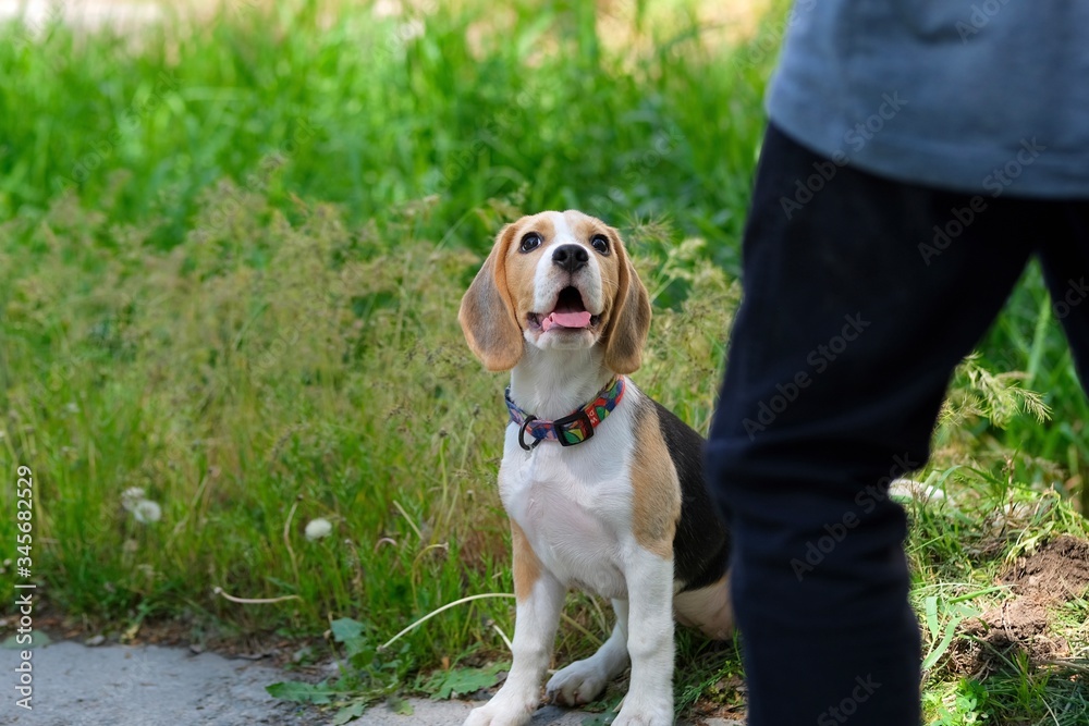 Six month old Beagle puppy on a walk in the garden Six month old Beagle puppy on a walk in the garden