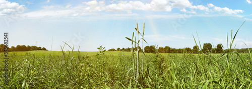 Hohes Gras auf einer Wiese im Sommer - Panorama photo