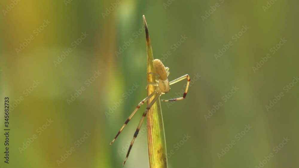 Yellow spider sits on stem of grass with its legs spread with black stripes, the spider preys on other insects Yellow spider sits on stem of grass with its legs spread with black stripes, the spider preys on other insects