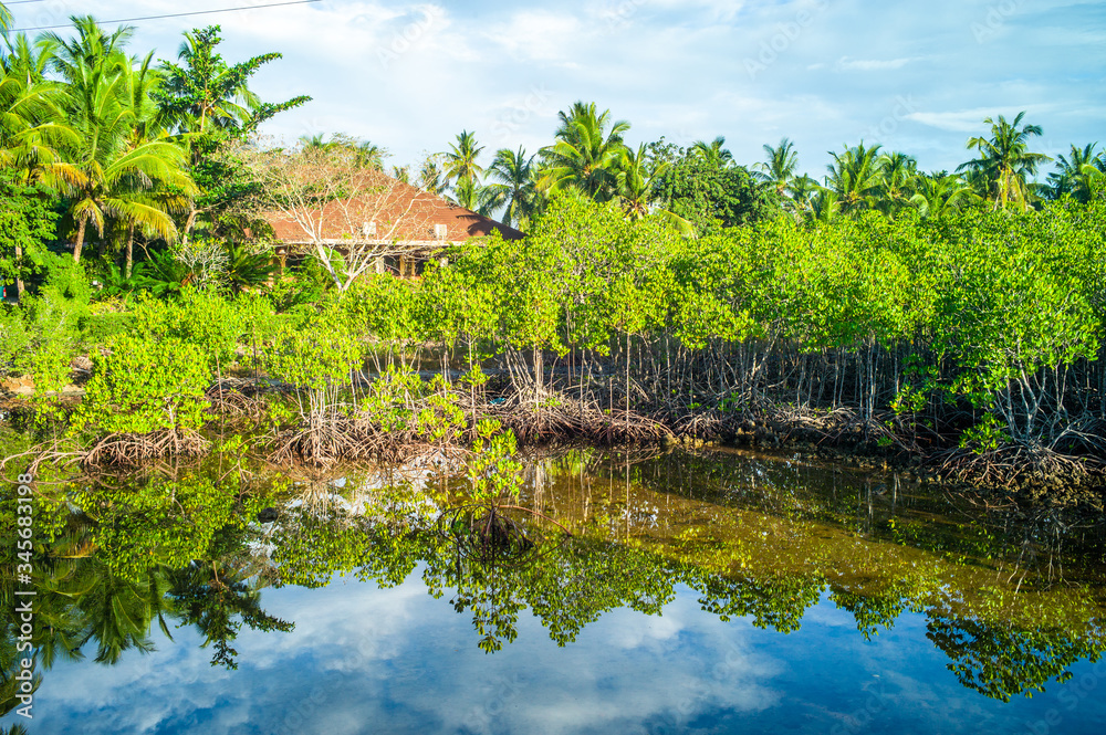 Fototapeta premium beautiful landscape view with mango trees