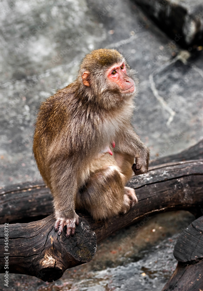 Japanese macaque female on the beam. Latin name - Macaca fuscata Japanese macaque female on the beam. Latin name - Macaca fuscata