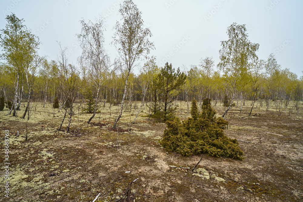 spring birch forest on a sandy field spring birch forest on a sandy field