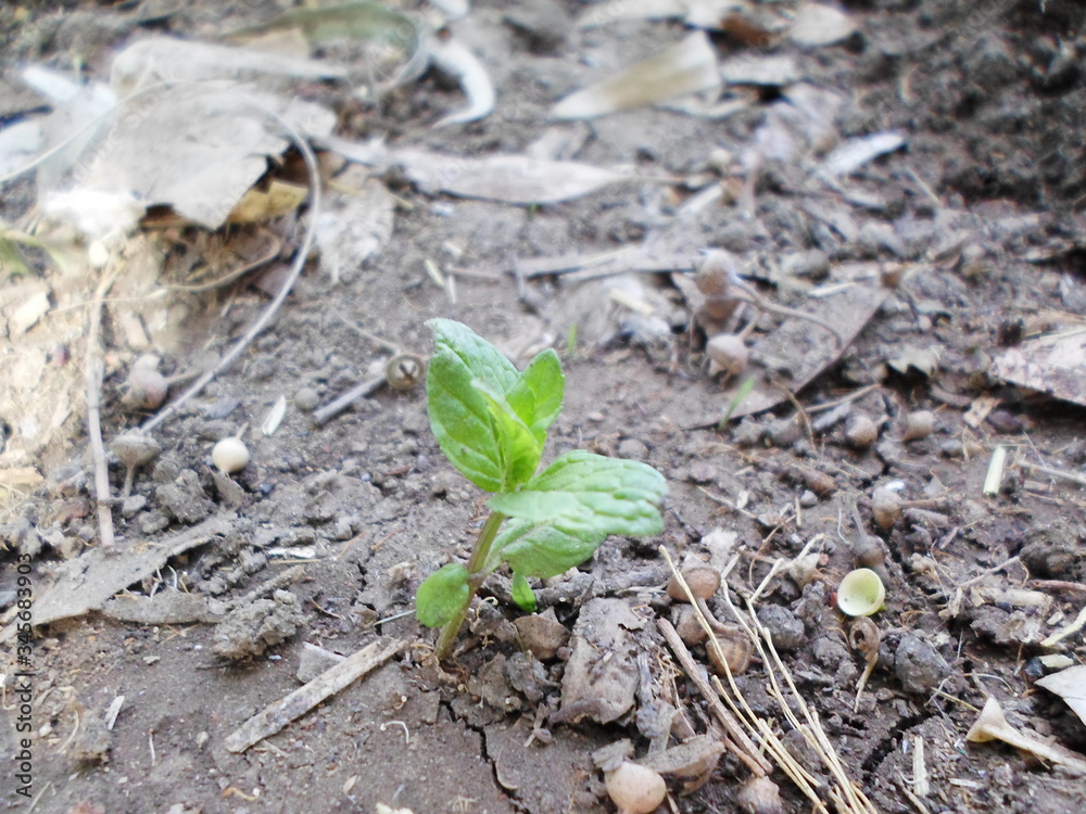 Green mint in the spring Green mint in the spring