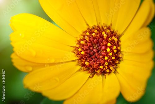 Close up of yellow daisy gerbera petals with waterdrops and beautiful light.