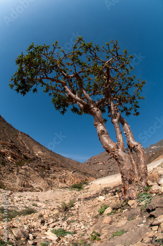 Wadi Dawkah is a natural park of famous Frankincense trees, Dhofar, Salalah, Oman