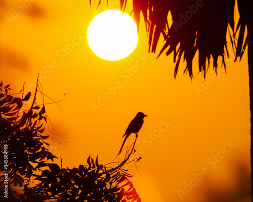 Canvas Print A bird alone at sunset