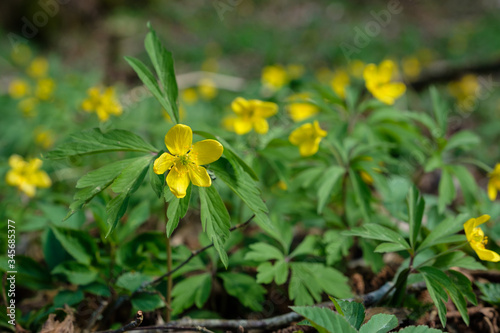 Frühling im Wald: Gelbes Windröschen (lat.: Anemone ranunculoides) auf dem Waldboden photo