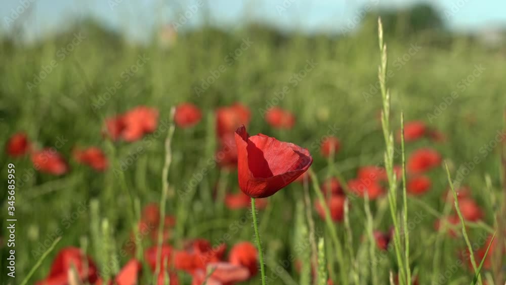Poppy Flowers in a green field in Spring Poppy Flowers in a green field in Spring