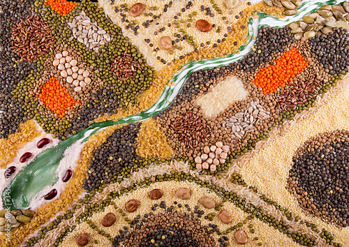 Food background. Stylized food map of various sereals, beans, grain and seeds. Kind of lentils, bulgur, mash, chickpeas, sunflower seeds, couscous, rice.