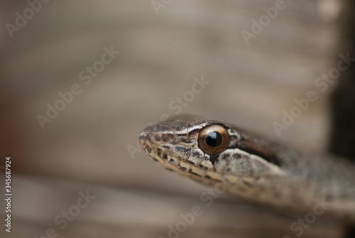A selective focus shot of a Cayman racer snake.