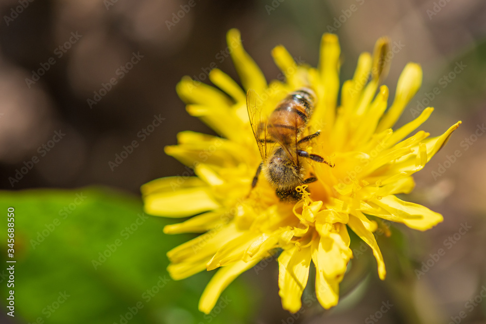 A bee collects honey on dandelions. Close-up photo. A bee collects honey on dandelions. Close-up photo.